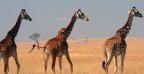 MAASAI MARA